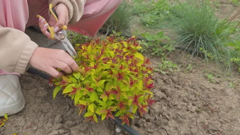 Gardener pruning small bush with shears Stock Footage 338351805