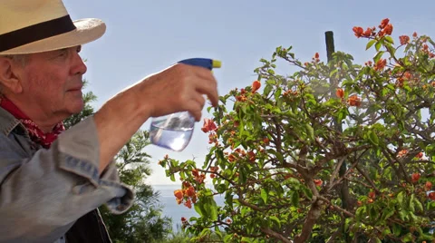 Gardener pruning &amp; spraying shrub Video stock 39377021
