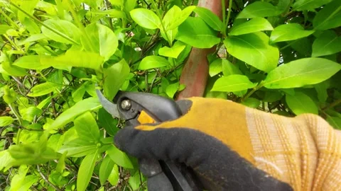 Gardener pruning a tree branch with professional shears Stock Footage 334679886
