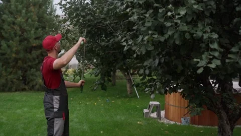 Gardener pruning tree branches using telescopic lopper Stock Footage 289828155