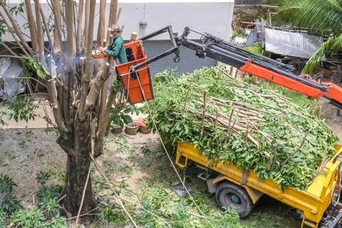 Gardener pruning a tree with chainsaw on crane. Stock Photos