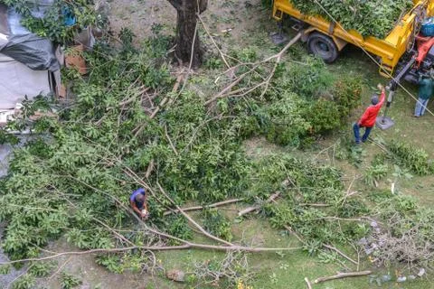 Gardener pruning a tree with chainsaw under tree. Foto stock