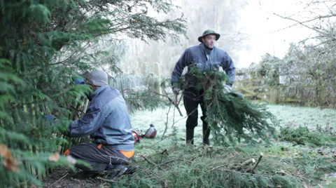 Gardener pruning tree 库存影片 33738298