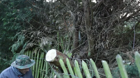 Gardener pruning tree 库存影片 34238555