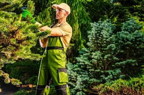 Gardener pruning a tree in a green nursery in daylight Stock Photos