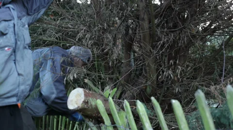 Gardener pruning tree with hand saw 库存影片 33978744
