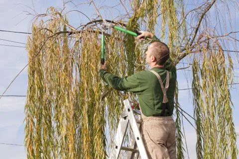 Gardener pruning a tree Stock Photos