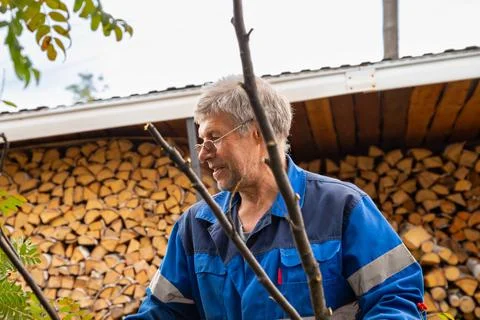 Gardener pruning tree twigs in backyard. Mature man collecting cut branches Stock Photos