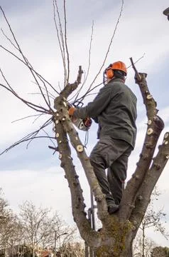 Gardener pruning trees. Stock Photos