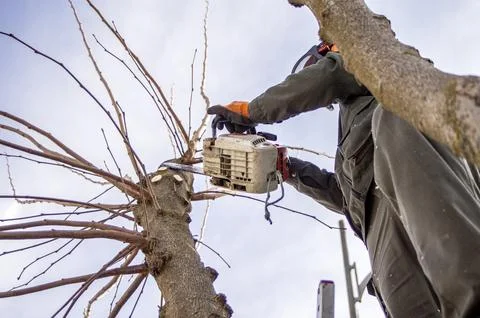 Gardener pruning trees. Stock Photos