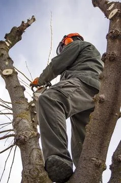Gardener pruning trees. Stock Photos