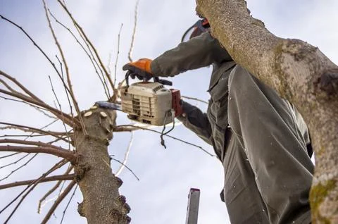Gardener pruning trees. Stock Photos