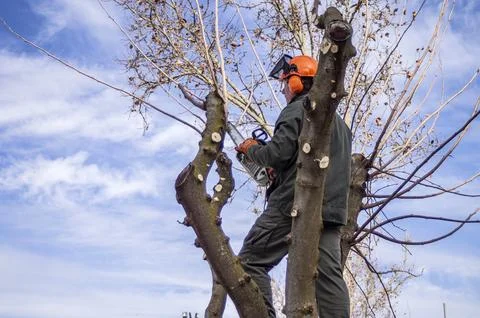 Gardener pruning trees. Stock Photos