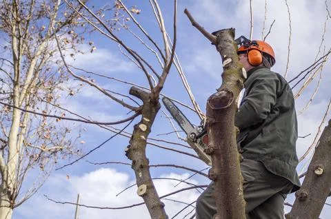 Gardener pruning trees. Stock Photos