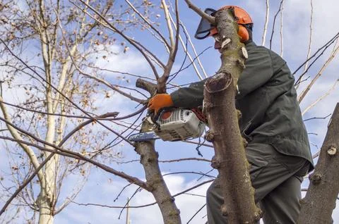 Gardener pruning trees. Stock Photos