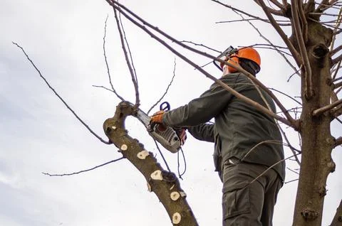 Gardener pruning trees. 库存照片