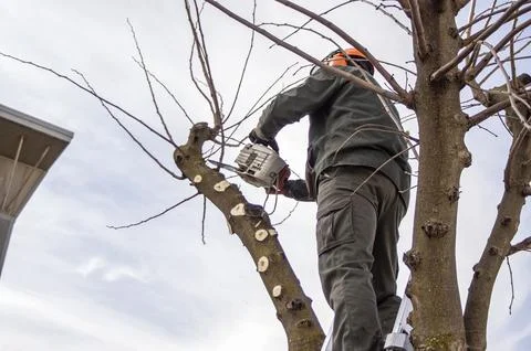 Gardener pruning trees. Stock Photos
