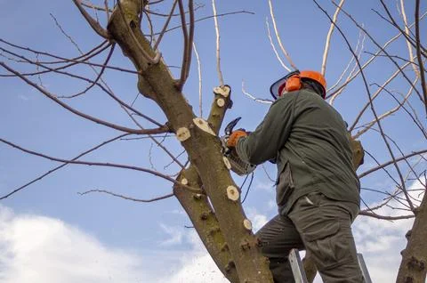 Gardener pruning trees. Stock Photos