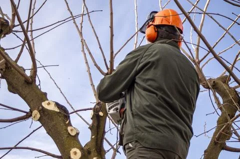 Gardener pruning trees. Stock Photos