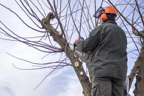 Gardener pruning trees. Stock Photos