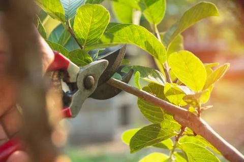 Gardener pruning trees with pruning shears on nature background. Foto stock