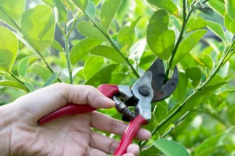Gardener pruning trees with pruning shears on nature background. Stock Photos
