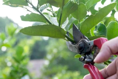 Gardener pruning trees with pruning shears on nature background. Stock Photos