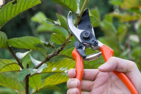 Gardener pruning trees with pruning shears on nature background. Stock Photos