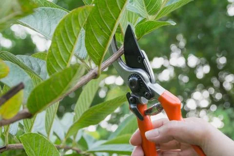 Gardener pruning trees with pruning shears on nature background. Foto stock
