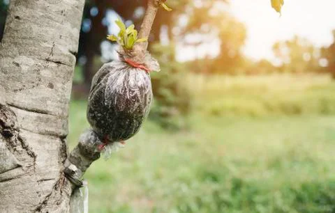Gardener pruning trees with pruning shears on nature background. Stock Photos