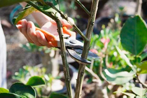 Gardener pruning trees with pruning shears on nature background. Stock Photos