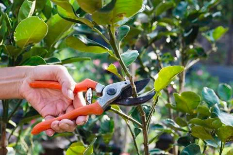 Gardener pruning trees with pruning shears on nature background. Stock Photos