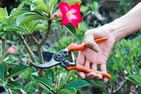 Gardener pruning trees with pruning shears on nature background. Foto stock