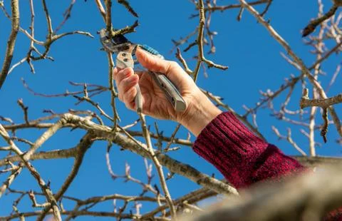 Gardener pruning trees with pruning shears Stock Photos