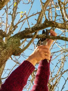 Gardener pruning trees with pruning shears Stock Photos