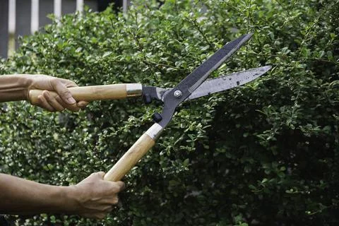 Gardener pruning trees with pruning shears on nature background. Stock Photos