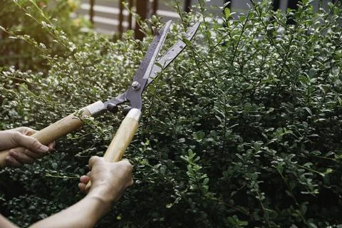 Gardener pruning trees with pruning shears on nature background. Foto stock