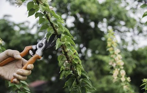 Gardener pruning trees with pruning shears on nature background. Stock Photos