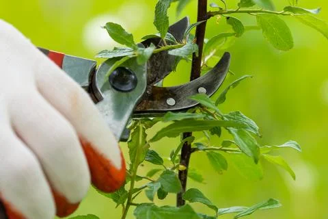 Gardener pruning trees with pruning shears on nature background. Stock Photos