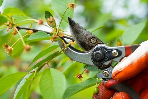 Gardener pruning trees with pruning shears on nature background. Stock Photos