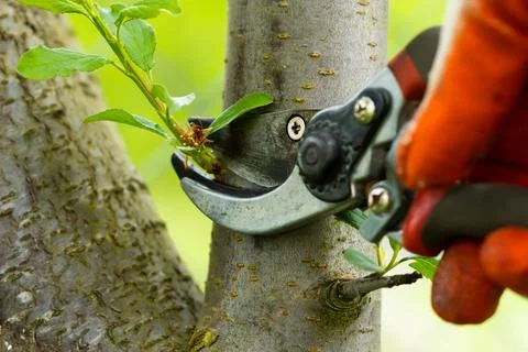 Gardener pruning trees with pruning shears on nature background. Stock Photos
