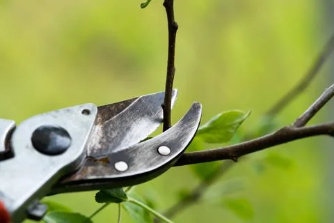 Gardener pruning trees with pruning shears on nature background. Stock Photos