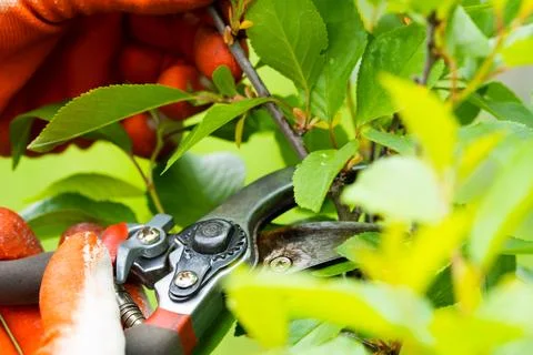 Gardener pruning trees with pruning shears on nature background. Stock Photos