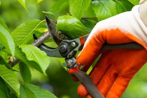 Gardener pruning trees with pruning shears on nature background. Stock Photos