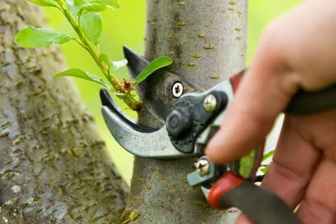 Gardener pruning trees with pruning shears on nature background. Stock Photos