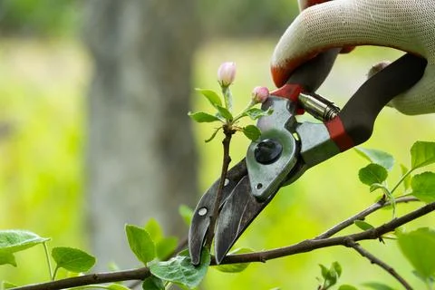 Gardener pruning trees with pruning shears on nature background. Stock Photos