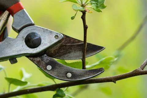 Gardener pruning trees with pruning shears on nature background. Stock Photos