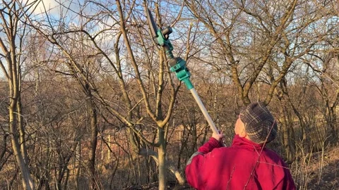 Gardener pruning trees with telescopic pole saw in orchard Stock Footage 304092512