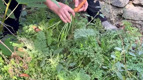 Gardener Pulling Fresh Carrots from Soil and Gathering the Harvest Stock Footage 345871208