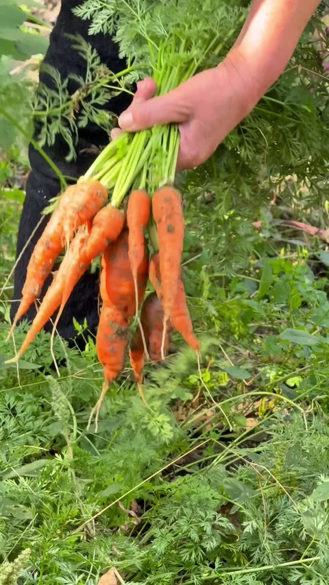 Gardener Pulling Fresh Orange Carrots from Soil During Harvest Stock Footage 345871193